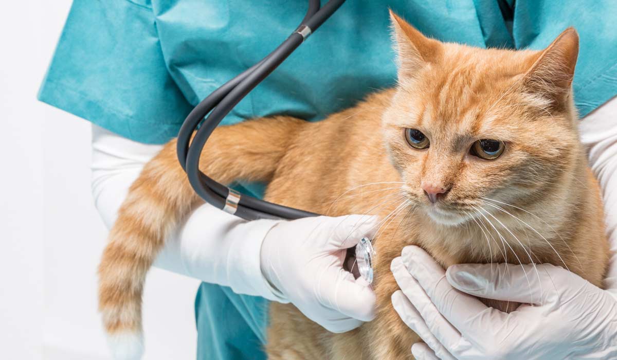 Cat Health Care | Veterinary Advice For Cat Owners