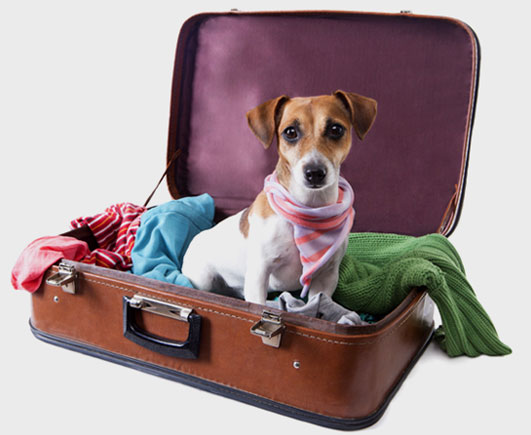 pet safe air travel